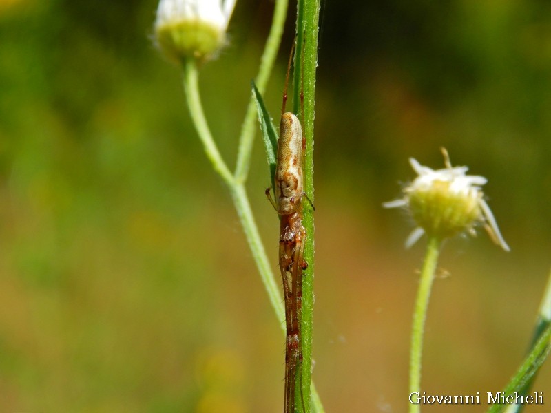 Tetragnatha sp.- Magenta (MI)